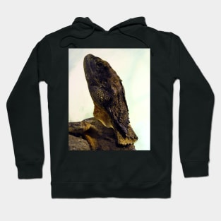 Frilled-necked Lizard Hoodie